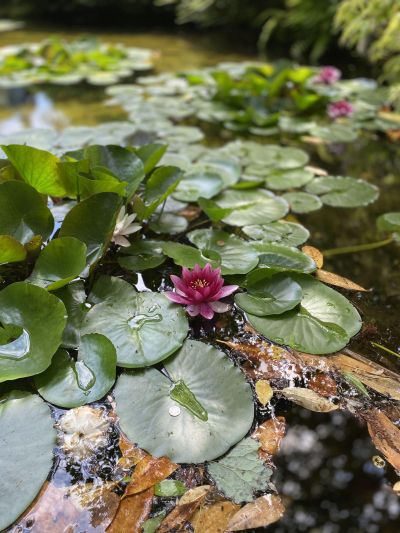 Lilypads