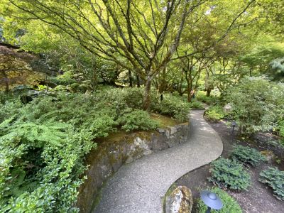 Japanese maples