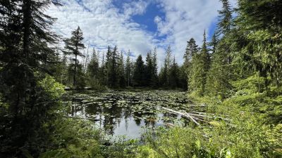 Forest Swamp